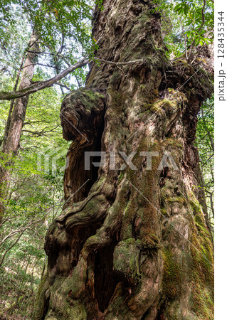 屋久杉仏陀杉 屋久島ヤクスギランド(5月) 屋久杉仏陀杉 屋久島ヤクスギランド(5月) 128435344