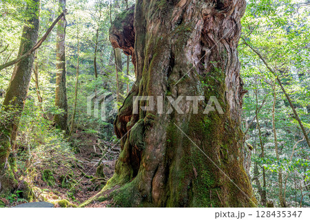 屋久杉仏陀杉　屋久島ヤクスギランド(5月) 128435347