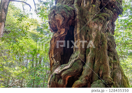屋久杉仏陀杉　屋久島ヤクスギランド(5月) 128435350