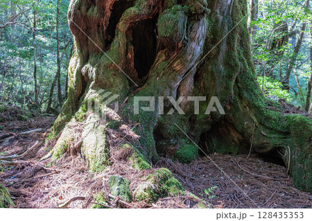 屋久杉仏陀杉 屋久島国立公園(5月) 屋久杉仏陀杉 屋久島国立公園(5月) 128435353