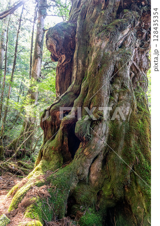 屋久杉仏陀杉　屋久島国立公園(5月) 128435354