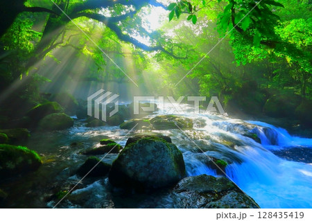 美しい光芒の出る菊池渓谷(菊池市) 美しい光芒の出る菊池渓谷(菊池市) 128435419
