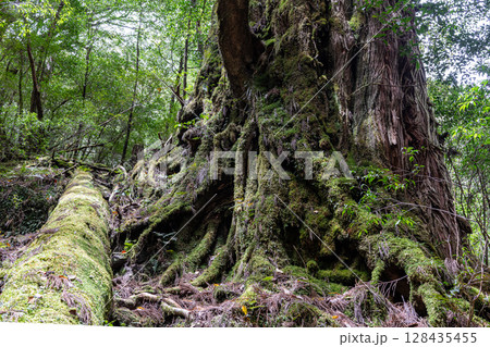 屋久杉母子杉　屋久島ヤクスギランド(5月) 128435455