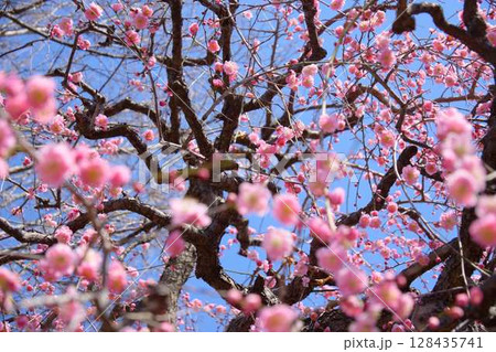 咲き乱れるピンク色の梅の花 128435741