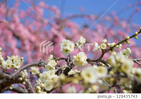 ピンク色の梅を背景に開花した白い梅の花 ピンク色の梅を背景に開花した白い梅の花 128435743