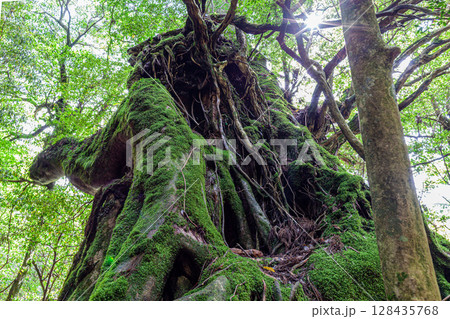 屋久杉二代大杉　屋久島白谷雲水峡(5月) 128435768