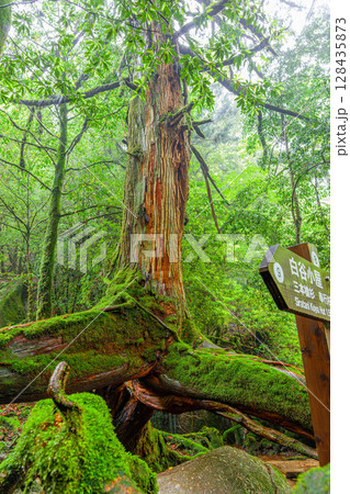 屋久杉三本足杉　屋久島白谷雲水峡(5月) 128435873