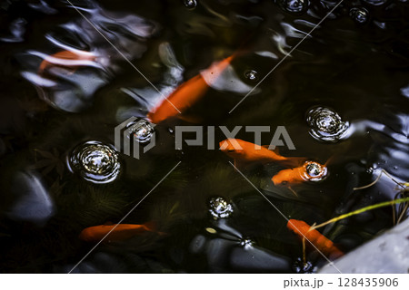 金魚と水泡 128435906