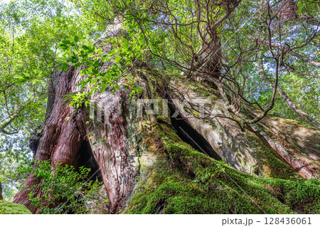 屋久杉二代大杉 屋久島白谷雲水峡(6月) 屋久杉二代大杉 屋久島白谷雲水峡(6月) 128436061
