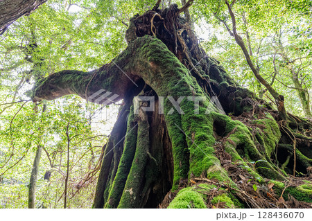 屋久杉二代大杉 屋久島白谷雲水峡(6月) 屋久杉二代大杉 屋久島白谷雲水峡(6月) 128436070