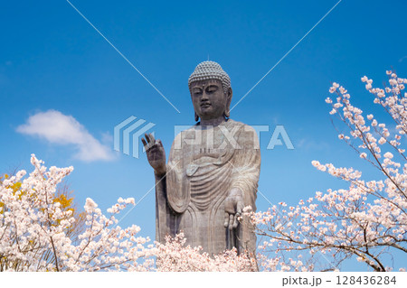 茨城県・牛久大仏と満開の桜 茨城県・牛久大仏と満開の桜 128436284