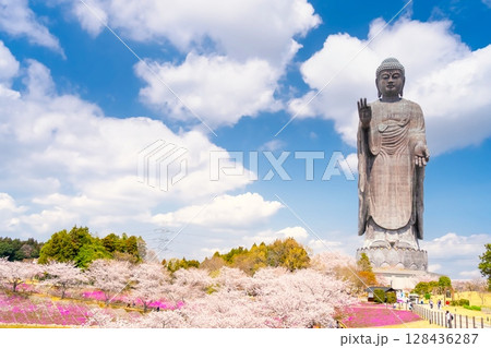 茨城県・牛久大仏と満開の桜 128436287