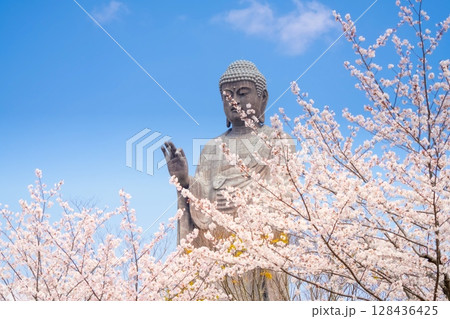 茨城県・牛久大仏と満開の桜 128436425
