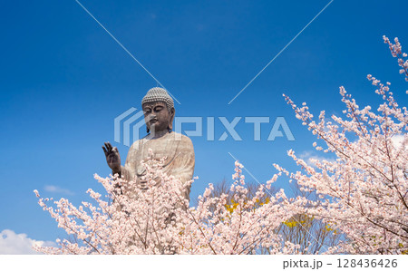 茨城県・牛久大仏と満開の桜 128436426