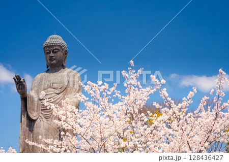 茨城県・牛久大仏と満開の桜 128436427