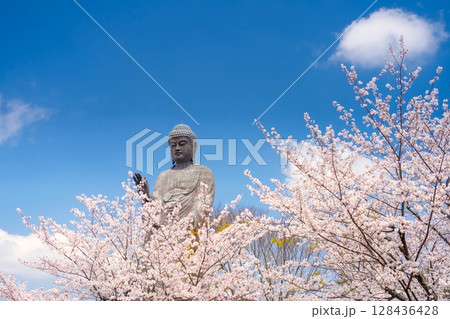 茨城県・牛久大仏と満開の桜 128436428