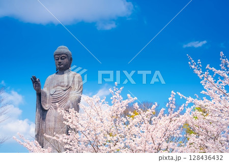 茨城県・牛久大仏と満開の桜 128436432