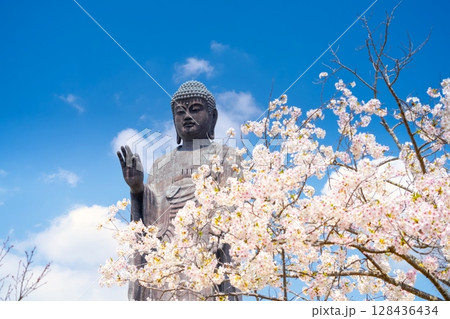茨城県・牛久大仏と満開の桜 128436434