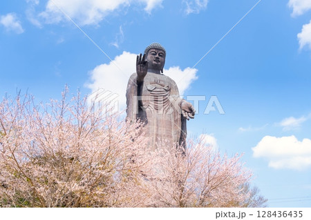 茨城県・牛久大仏と満開の桜 茨城県・牛久大仏と満開の桜 128436435