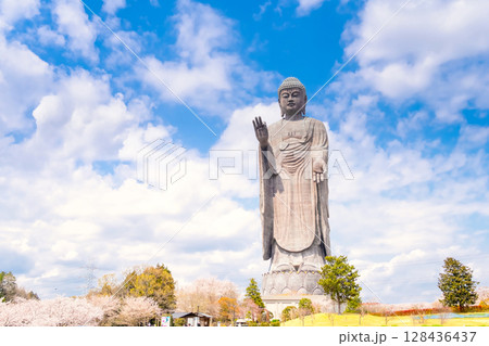 茨城県・牛久大仏と満開の桜 茨城県・牛久大仏と満開の桜 128436437