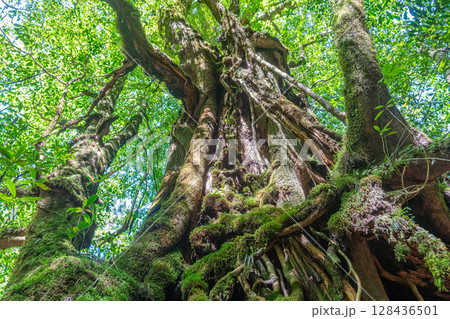 屋久杉武家杉　屋久島白谷雲水峡(7月) 128436501
