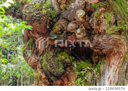 屋久杉仁王杉 屋久島国立公園(7月) 屋久杉仁王杉 屋久島国立公園(7月) 128436574