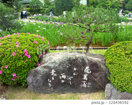 ハナショウブが満開の堀切菖蒲園　東京都　 128436592