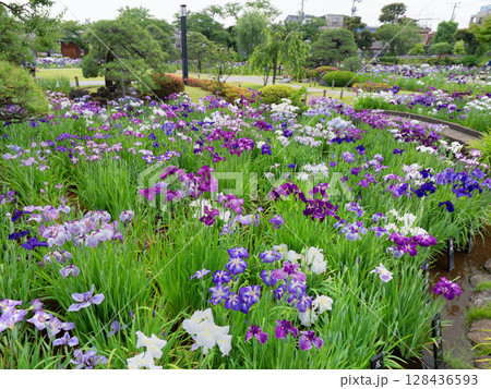 ハナショウブが満開の堀切菖蒲園 東京都 ハナショウブが満開の堀切菖蒲園 東京都 128436593