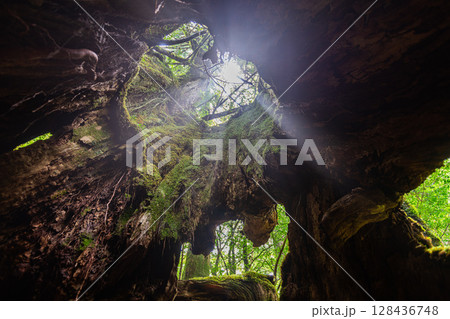 屋久杉二代くぐり杉　屋久島白谷雲水峡(8月) 128436748