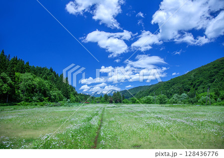 花畑と残雪の月山 花畑と残雪の月山 128436776