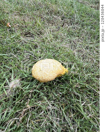 芝生に生えていた菌類か分からない何か 128436844