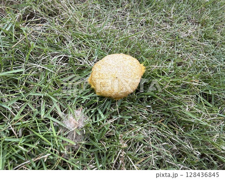 芝生に生えていた菌類か分からない何か 芝生に生えていた菌類か分からない何か 128436845