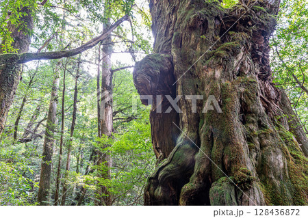 屋久杉仏陀杉　屋久島国立公園(8月) 128436872