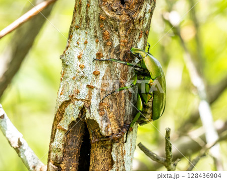 アキニレの樹液を求めてやってきたアオカナブン 128436904