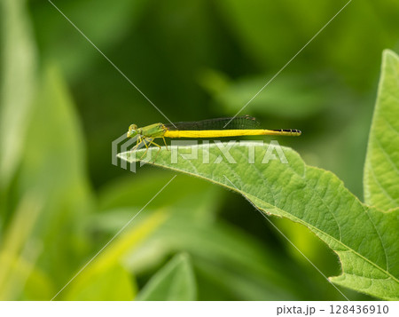 葉にとまっているキイトトンボ 128436910