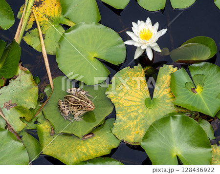 睡蓮の葉の上にいるトノサマガエル 128436922