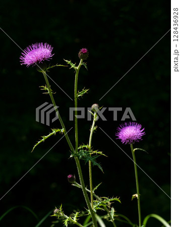 日陰の前に咲くノアザミの花 日陰の前に咲くノアザミの花 128436928
