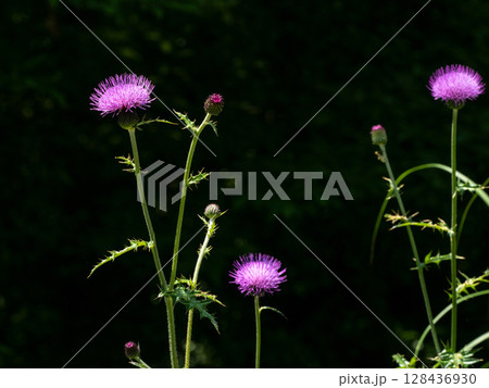 日陰の前に咲くノアザミの花 日陰の前に咲くノアザミの花 128436930