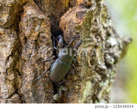 クヌギの木に樹液を求めてきたノコギリクワガタ クヌギの木に樹液を求めてきたノコギリクワガタ 128436934