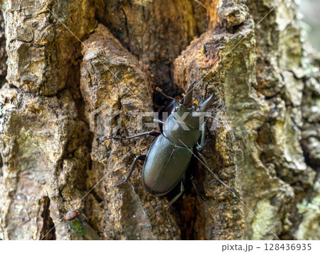 クヌギの木に樹液を求めてきたノコギリクワガタ クヌギの木に樹液を求めてきたノコギリクワガタ 128436935