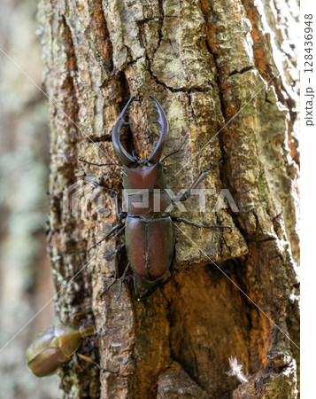 クヌギの木に樹液を求めてきたノコギリクワガタ クヌギの木に樹液を求めてきたノコギリクワガタ 128436948