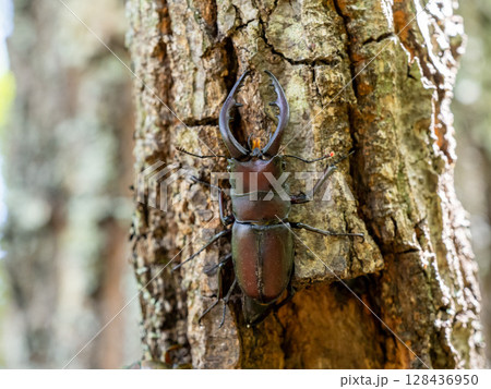 クヌギの木に樹液を求めてきたノコギリクワガタ クヌギの木に樹液を求めてきたノコギリクワガタ 128436950
