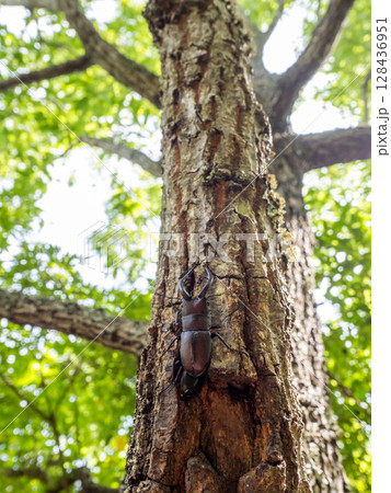 クヌギの木に樹液を求めてきたノコギリクワガタ 128436951