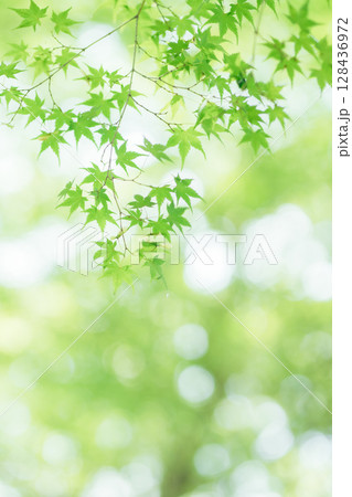 爽やかな新緑の紅葉の葉 爽やかな新緑の紅葉の葉 128436972