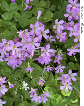 カタバミらしき花 カタバミらしき花 128436976