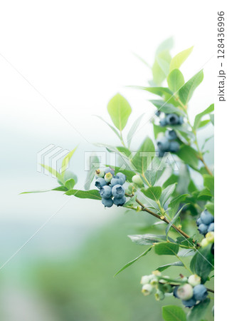 黒い実を付けたブルーベリー 128436996