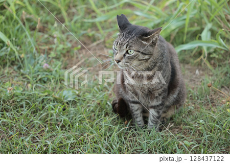 広場で遊ぶとら猫 広場で遊ぶとら猫 128437122