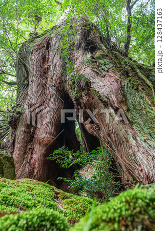 屋久杉二代大杉 屋久島白谷雲水峡(9月) 屋久杉二代大杉 屋久島白谷雲水峡(9月) 128437163