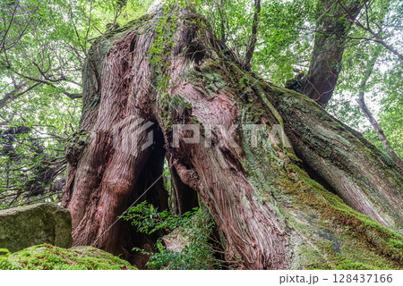 屋久杉二代大杉 屋久島白谷雲水峡(9月) 屋久杉二代大杉 屋久島白谷雲水峡(9月) 128437166