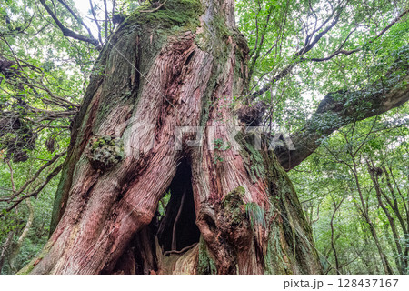 屋久杉二代大杉　屋久島白谷雲水峡(9月) 128437167